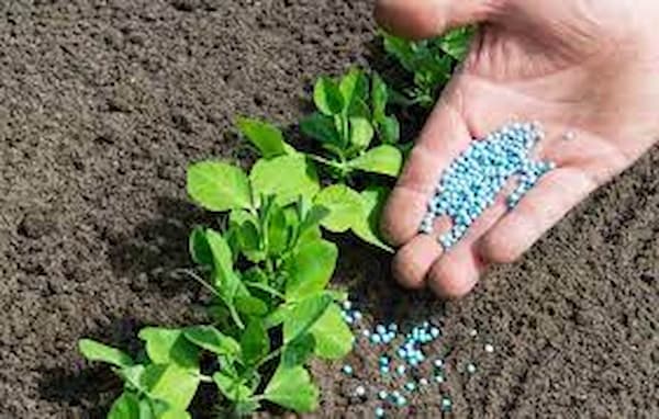 تصویر 2 از خرید و قیمت + فروش عمده کود غیر شیمیایی صادراتی